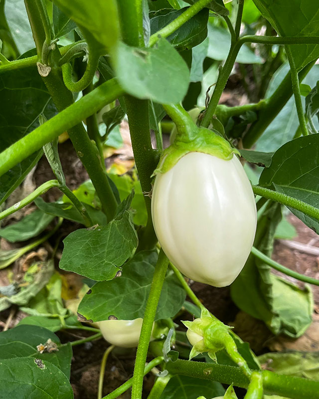 Gardenegg4.jpg