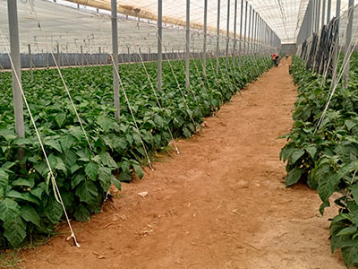 garden-egg-agrolulo-02.jpg